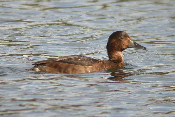 Ferruginous Duck