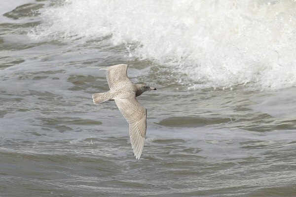 Glaucous Gull