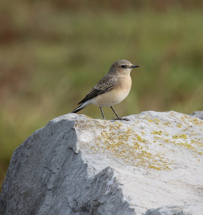 Eastern Black-eared Wheatear