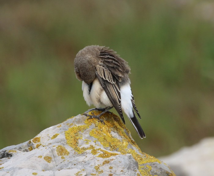 Eastern Black-eared Wheatear