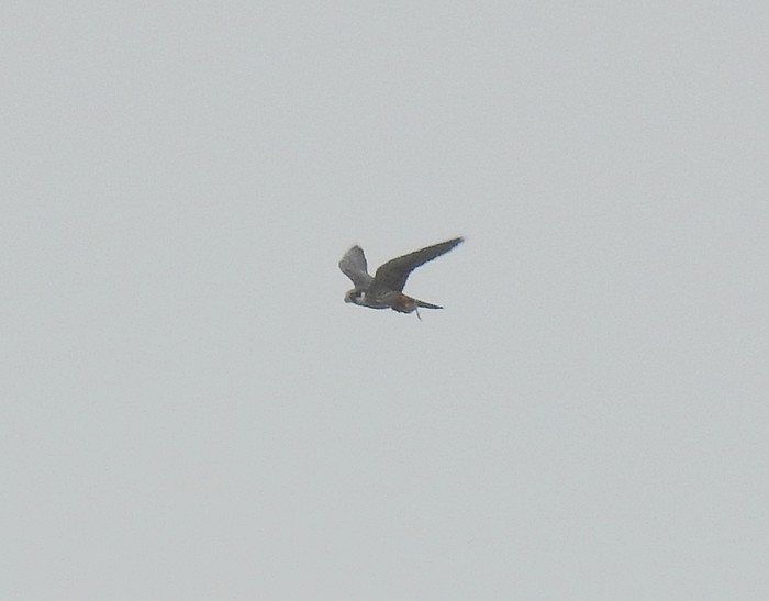 Hobby