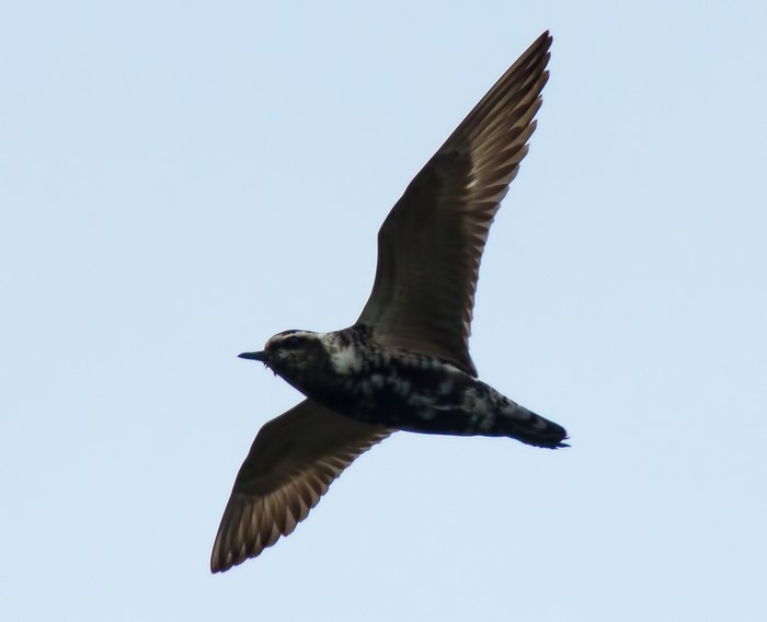 American Golden Plover