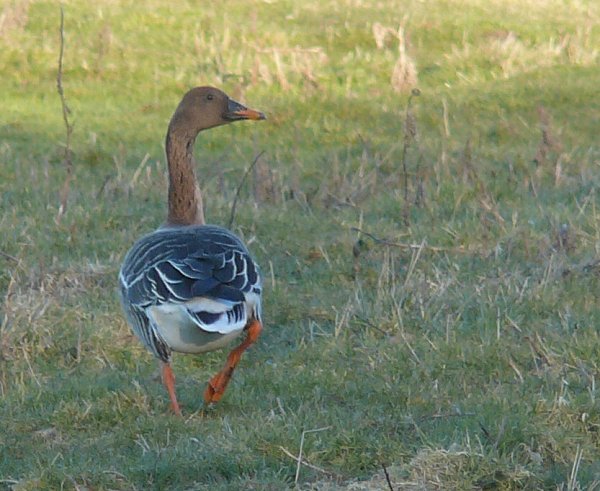 Taiga Bean Goose
