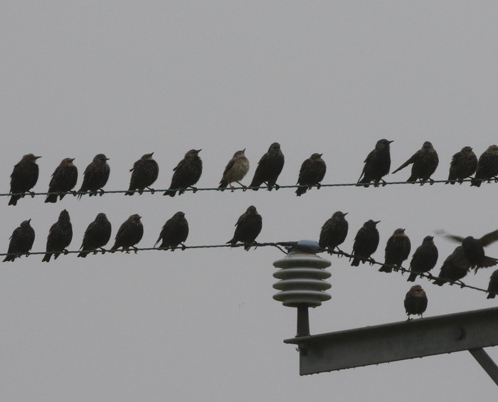 Rose-coloured Starling
