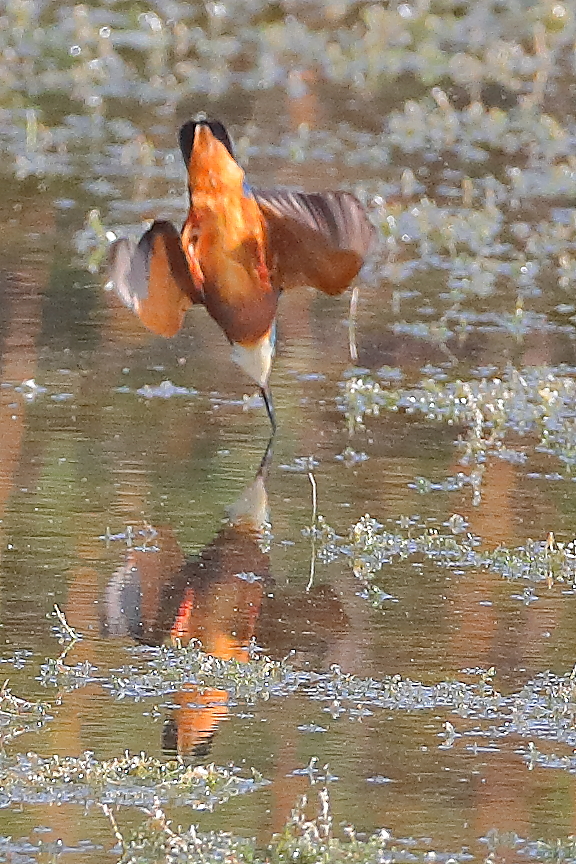 Kingfisher