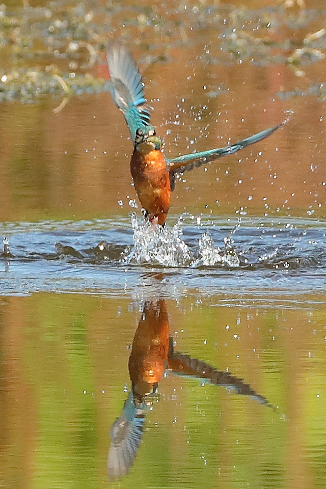 Kingfisher
