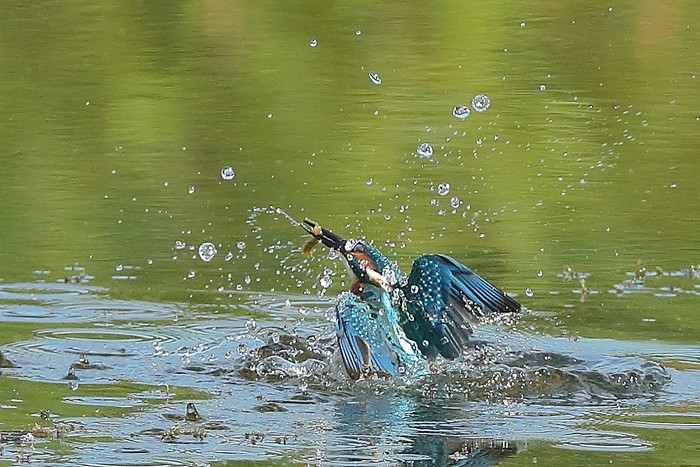 Kingfisher