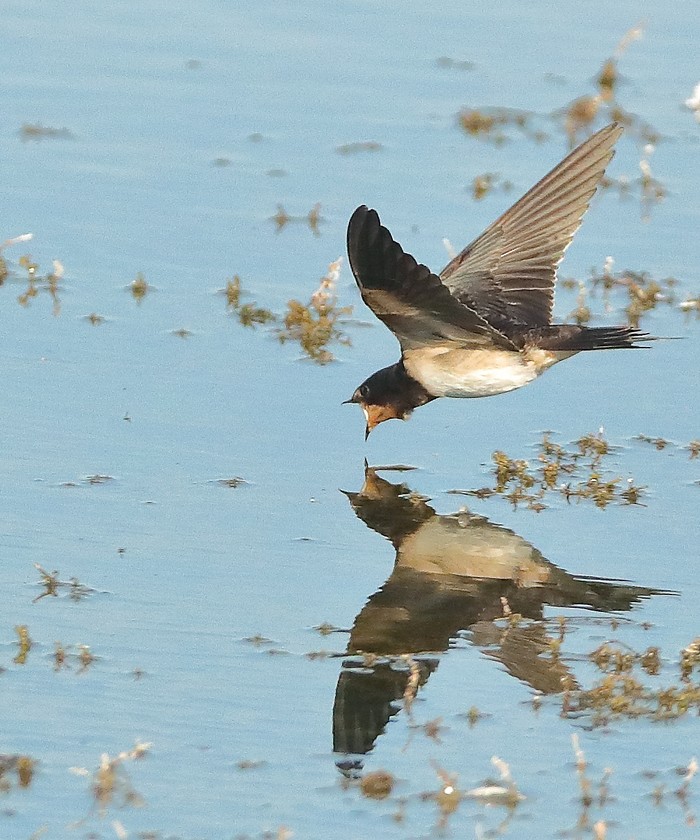 Swallow