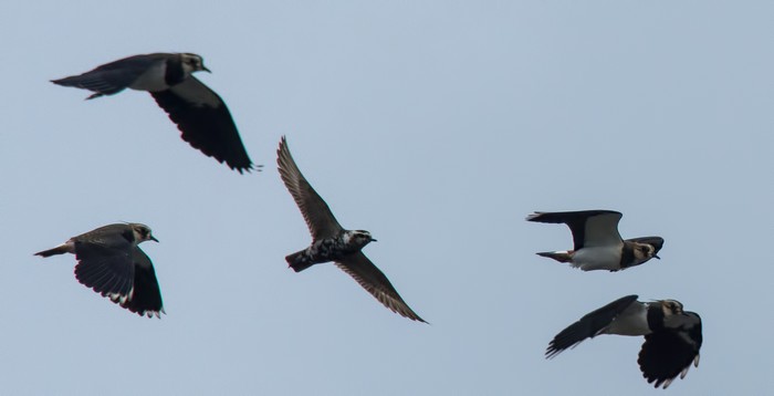 American Golden Plover