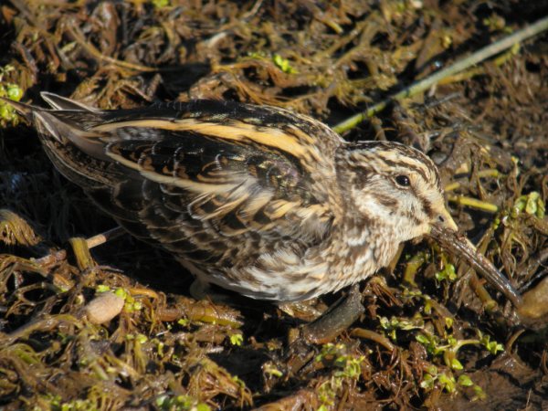 Jack Snipe