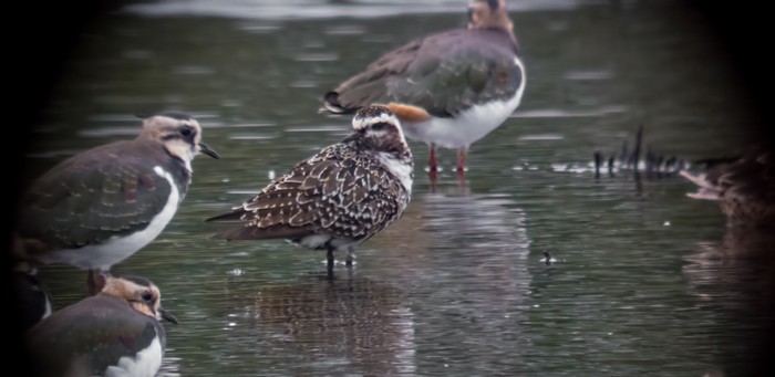 American Golden Plover