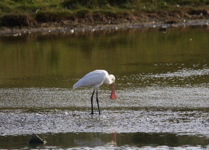 Spoonbill