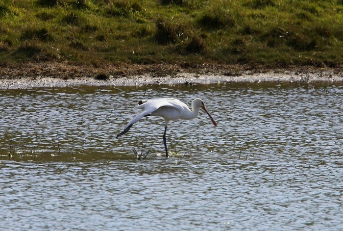 Spoonbill