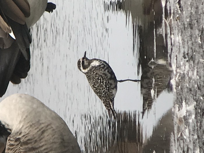 American Golden Plover