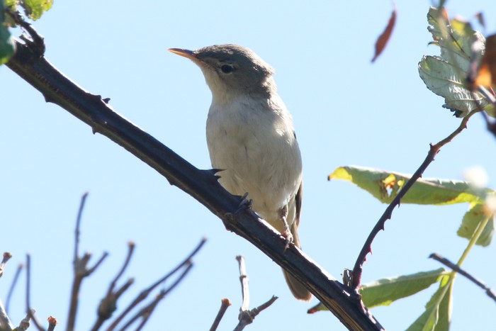Eastern Olivaceous Warbler