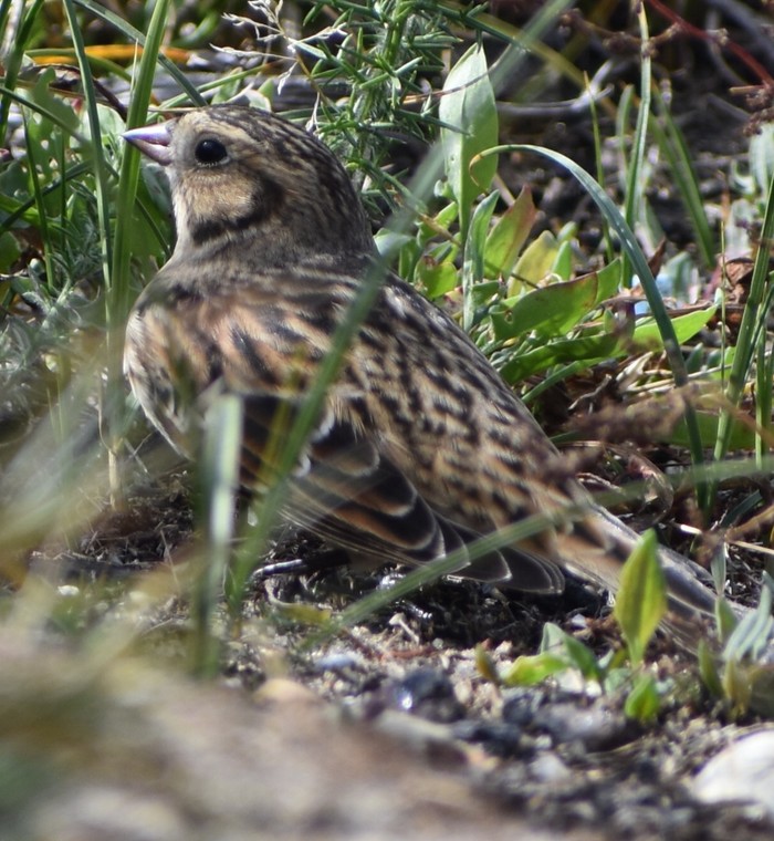 Lapland Bunting