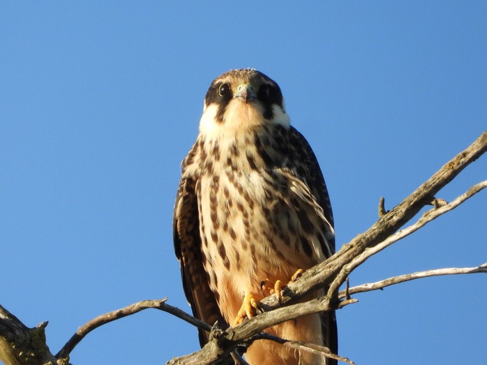 Hobby