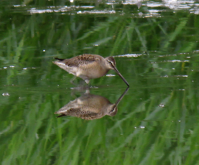 Long-billed Dowitcher