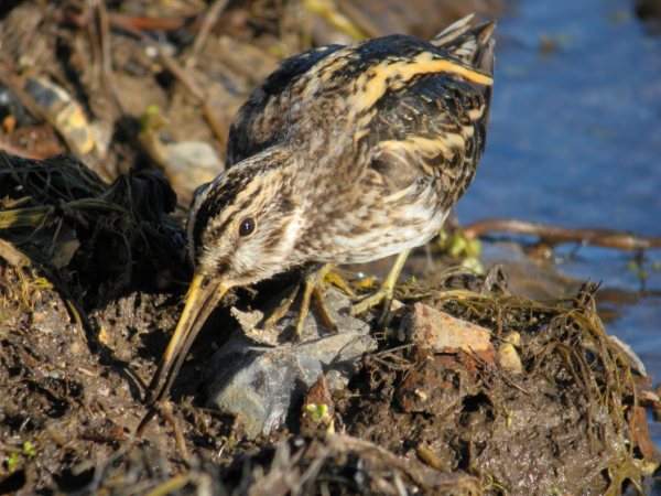Jack Snipe