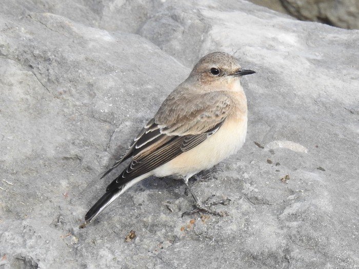 Eastern Black-eared Wheatear