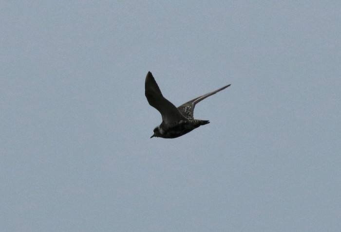 American Golden Plover