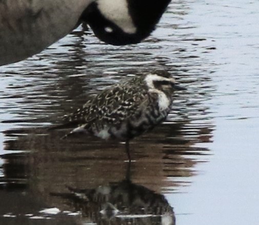 American Golden Plover