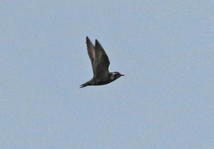 American Golden Plover