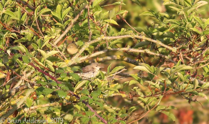 Eastern Olivaceous Warbler