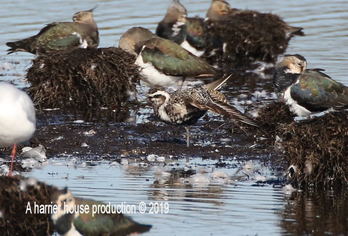 American Golden Plover