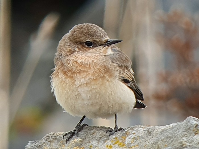 Eastern Black-eared Wheatear