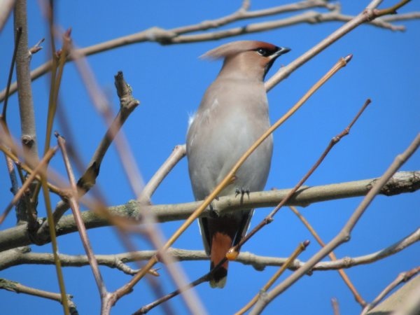 Waxwing