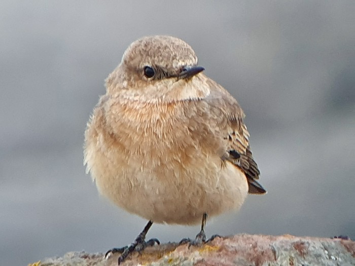 Eastern Black-eared Wheatear