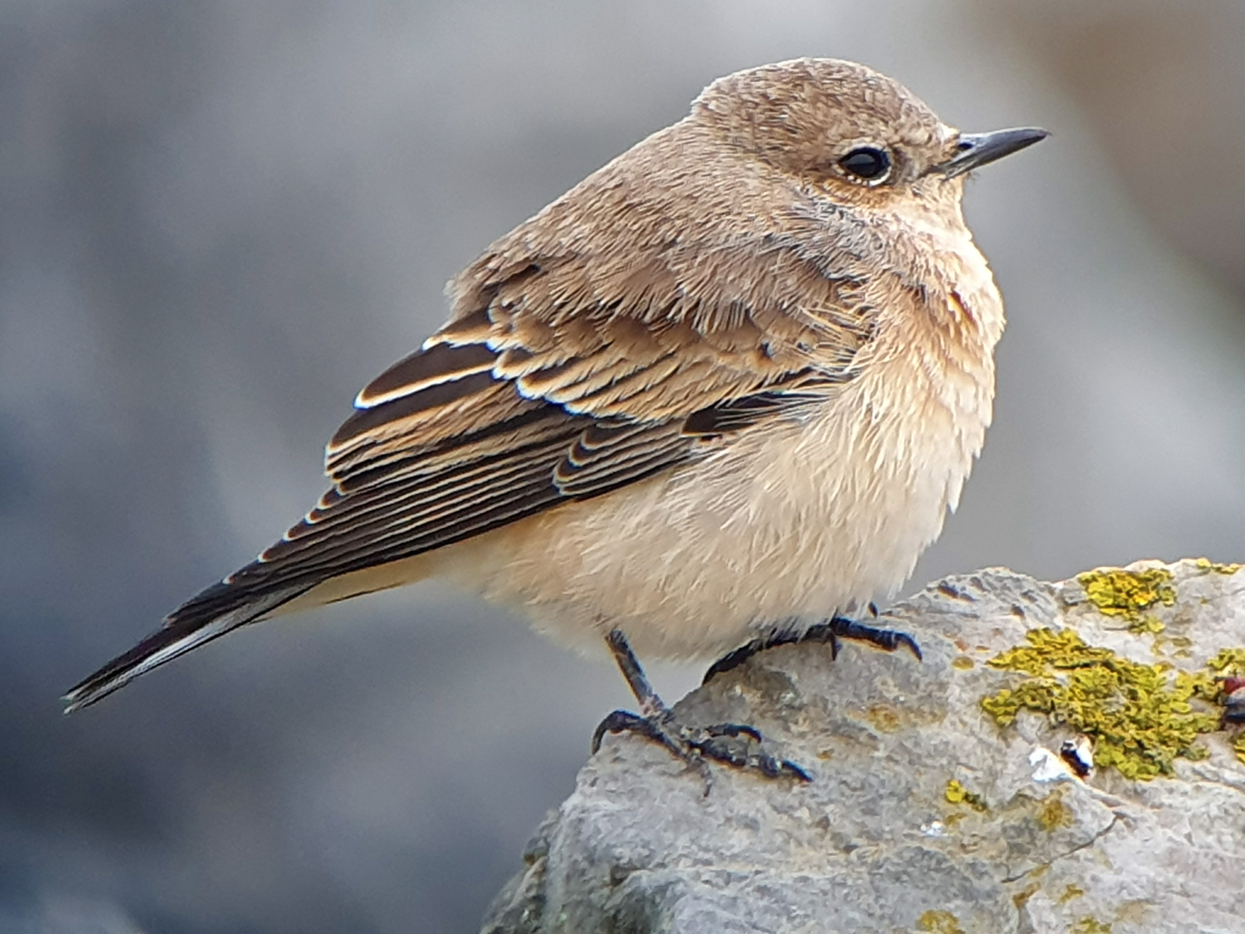 Eastern Black-eared Wheatear