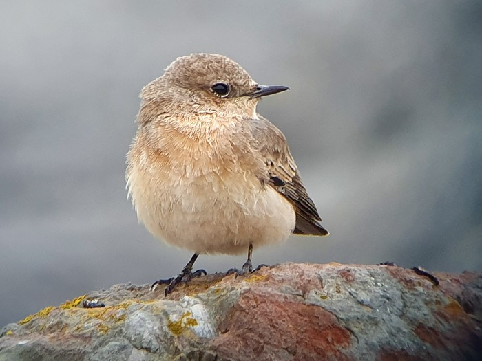 Eastern Black-eared Wheatear