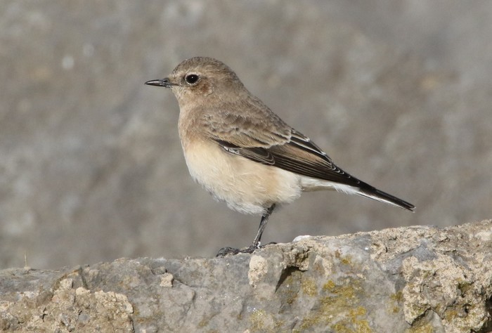 Eastern Black-eared Wheatear