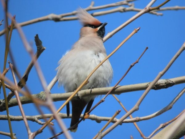 Waxwing