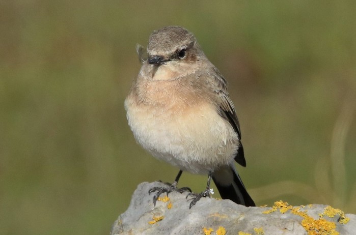 Eastern Black-eared Wheatear
