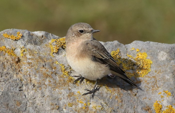 Eastern Black-eared Wheatear