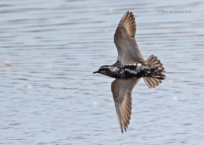 American Golden Plover