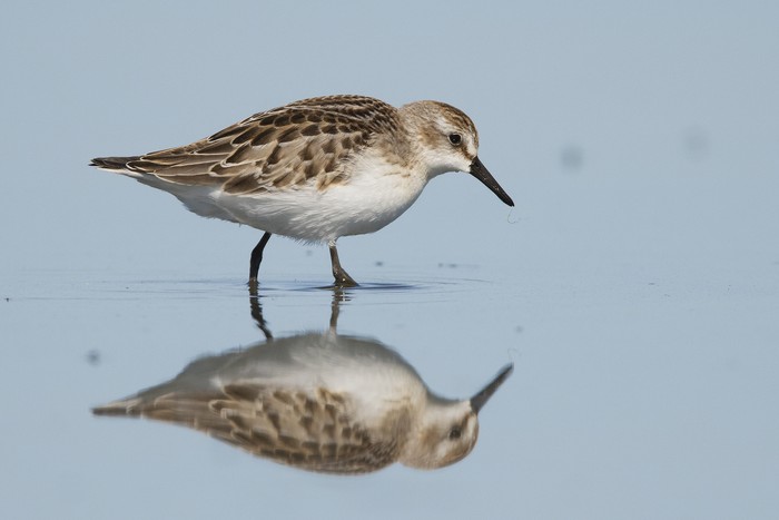 Semipalmated Sandpiper