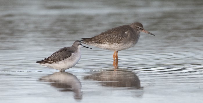 Wilson's Phalarope