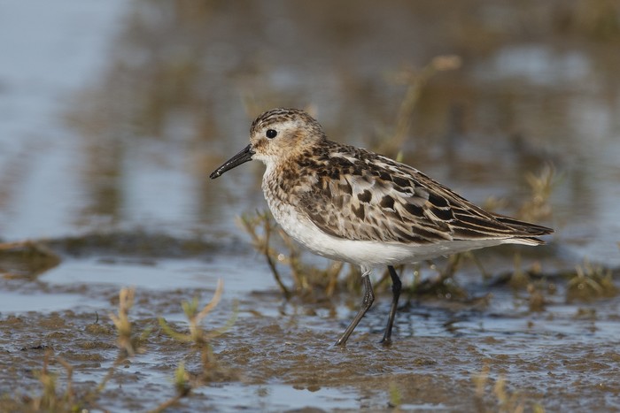 Little Stint