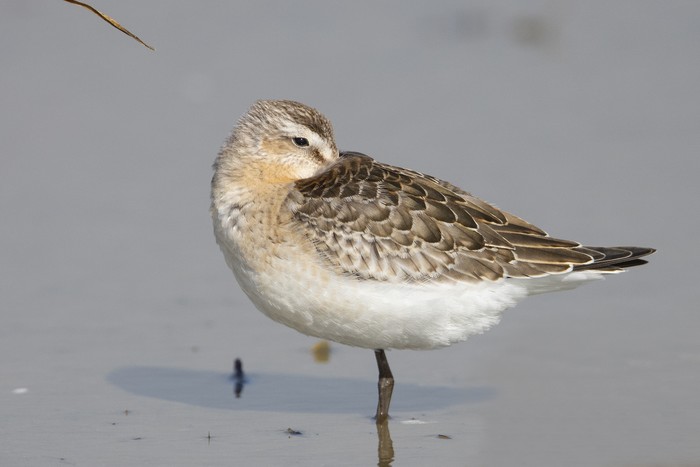 Curlew Sandpiper