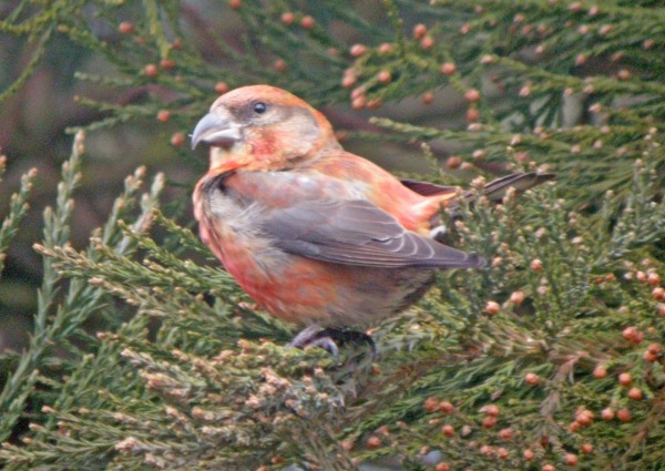 Common Crossbill