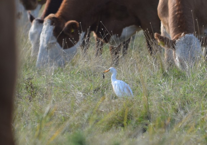 Cattle Egret