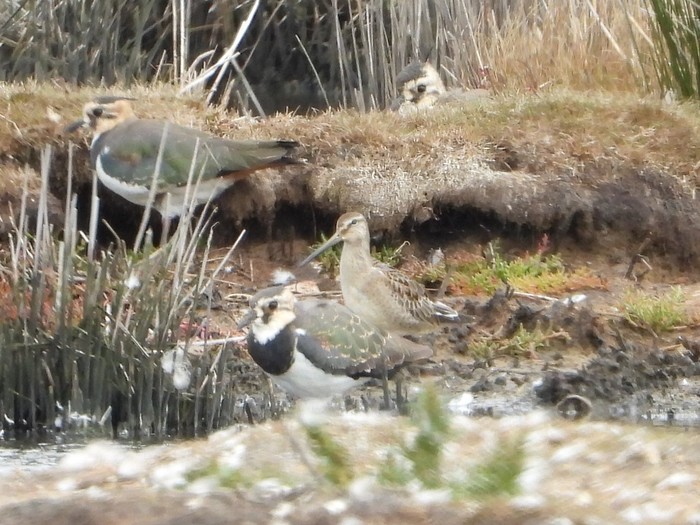 Long-billed Dowitcher