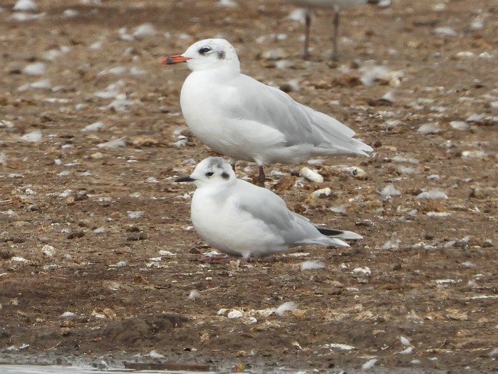 Little Gull