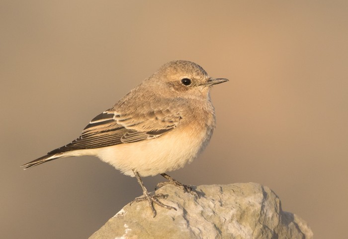 Eastern Black-eared Wheatear