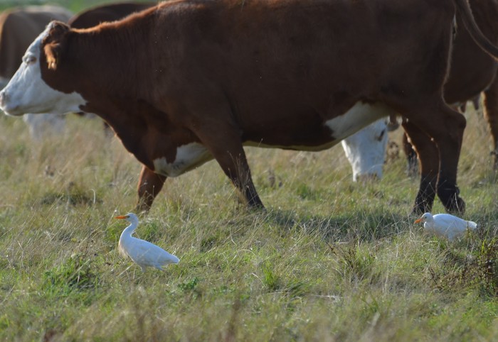 Cattle Egret