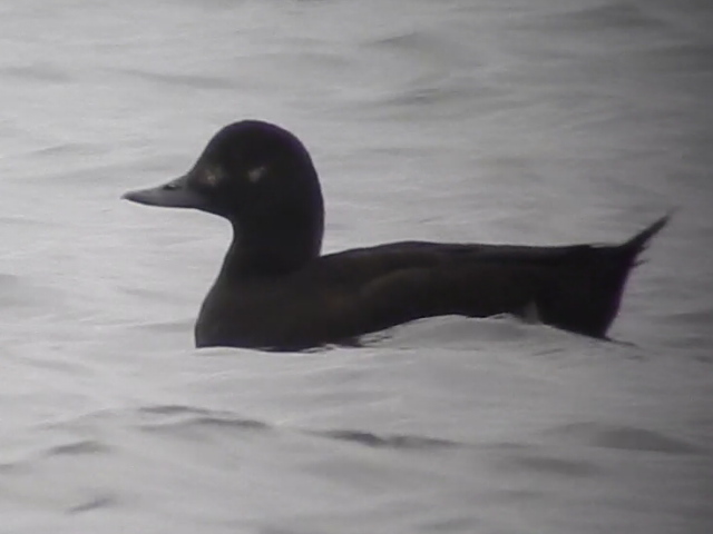 Velvet Scoter
